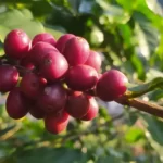 Projeto de castração gratuita de cães e gatos fará cadastro em Italva