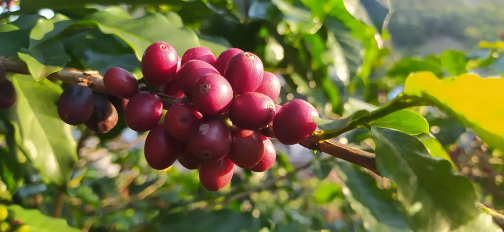 Expo Café em Varre-Sai começa nesta quinta com negócios e mostra tecnológica do setor cafeeiro