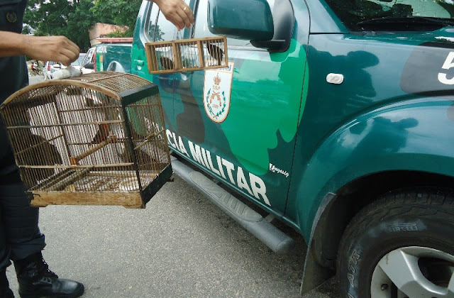 Polícia Ambiental flagra irregularidade na zona rural de Italva