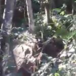 Jovem Encontrado Morto em Rodovia de Itaperuna Permanece Sem Identificação