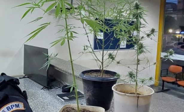 Polícia apreende pés de maconha em Itaperuna