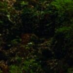 Mulher morre após ser atropelada por caminhonete desgovernada em Cardoso Moreira